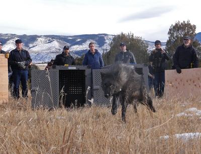 TCS: Colorado Wolf Release