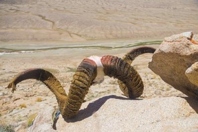 Marco Polo sheep horns