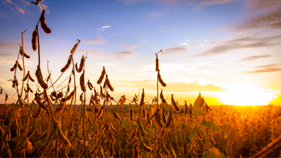 TCS SOYBEAN FIELD SUNSET FARMING HARVEST